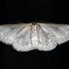 Dithalama cosmospila (Grey Spotted Wave) at Ainslie, ACT - 26 Feb 2020 by jbromilow50