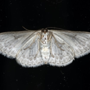 Dithalama cosmospila at Ainslie, ACT - 26 Feb 2020