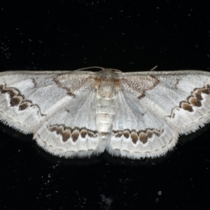 Dithalama cosmospila at Ainslie, ACT - 26 Feb 2020