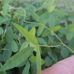 Glycine tabacina at Chisholm, ACT - 26 Feb 2020 12:00 AM