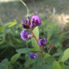 Glycine tabacina at Chisholm, ACT - 26 Feb 2020 12:00 AM