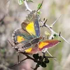 Paralucia aurifera (Bright Copper) at Gibraltar Pines - 18 Dec 2018 by trevorpreston