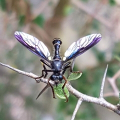 Daptolestes limbipennis (Robber fly) at Gibraltar Pines - 18 Dec 2018 by trevorpreston