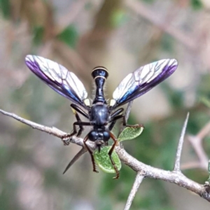 Daptolestes limbipennis at Paddys River, ACT - 18 Dec 2018