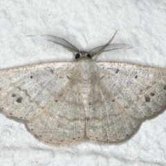 Casbia farinalis (Bleached Casbia) at Ainslie, ACT - 26 Feb 2020 by jb2602