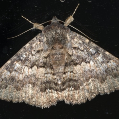 Eudesmeola lawsoni (Lawson's Night Moth) at Ainslie, ACT - 26 Feb 2020 by jbromilow50