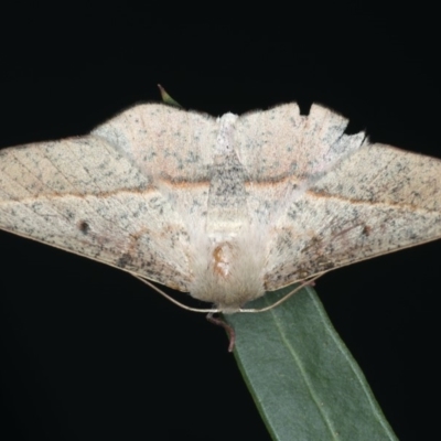 Antictenia punctunculus (A geometer moth) at Ainslie, ACT - 26 Feb 2020 by jbromilow50