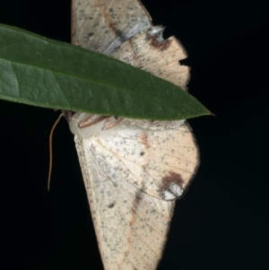 Antictenia punctunculus at Ainslie, ACT - 26 Feb 2020