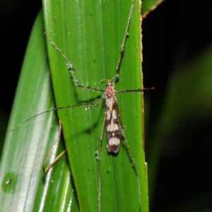 Limoniidae (family) at Acton, ACT - 25 Feb 2020