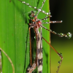 Limoniidae (family) at Acton, ACT - 25 Feb 2020