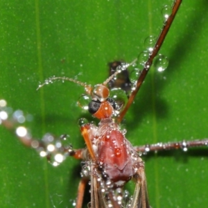 Limoniidae (family) at Acton, ACT - 25 Feb 2020