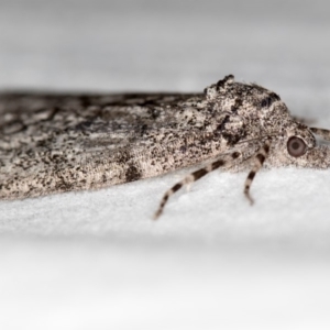 Smyriodes undescribed species nr aplectaria at Melba, ACT - 20 Apr 2018