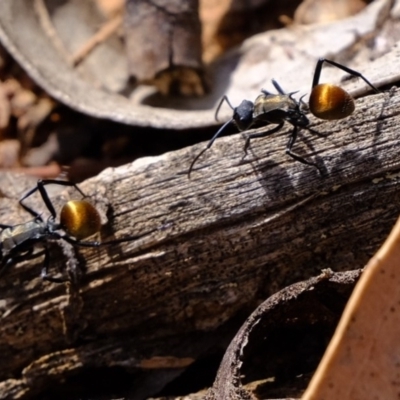 Polyrhachis ammon (Golden-spined Ant, Golden Ant) at Cotter Reserve - 27 Feb 2020 by Kurt