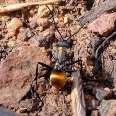 Polyrhachis ammon at Stromlo, ACT - 28 Feb 2020 10:35 AM