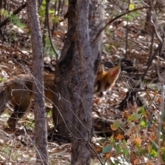 Vulpes vulpes (Red Fox) at Cotter Reserve - 27 Feb 2020 by Kurt