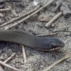 Drysdalia coronoides (White-lipped Snake) at Wallaga Lake, NSW - 28 Feb 2020 by narelle