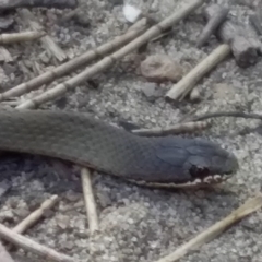 Drysdalia coronoides (White-lipped snake) at Wallaga Lake, NSW - 27 Feb 2020 by narelle