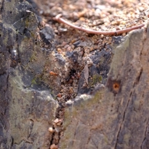 Papyrius nitidus at Uriarra Village, ACT - 28 Feb 2020