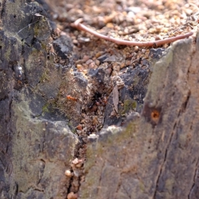 Papyrius nitidus (Shining Coconut Ant) at Stony Creek - 28 Feb 2020 by Kurt
