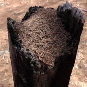 Papyrius nitidus at Uriarra Village, ACT - 28 Feb 2020