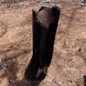 Papyrius nitidus at Uriarra Village, ACT - 28 Feb 2020