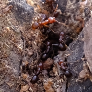 Papyrius nitidus at Uriarra Village, ACT - 28 Feb 2020