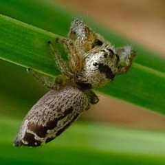Opisthoncus sp. (genus) (Unidentified Opisthoncus jumping spider) at Stony Creek - 28 Feb 2020 by Kurt