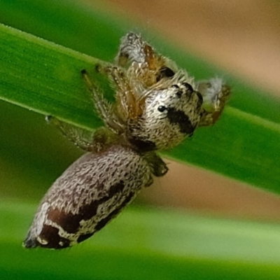 Opisthoncus sp. (genus) (Unidentified Opisthoncus jumping spider) at Uriarra Village, ACT - 28 Feb 2020 by Kurt