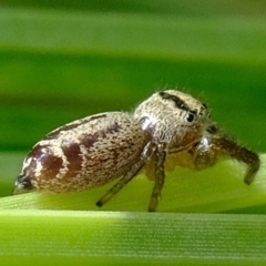 Opisthoncus sp. (genus) at Uriarra Village, ACT - 28 Feb 2020