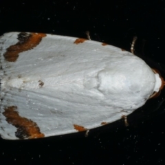 Chasmina pulchra (White Beauty (Acronictinae) at Ainslie, ACT - 26 Feb 2020 by jb2602