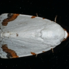 Chasmina pulchra (A Noctuid moth) at Ainslie, ACT - 26 Feb 2020 by jb2602