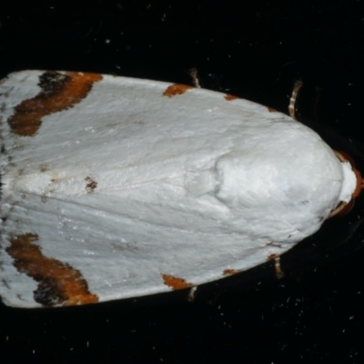 Chasmina pulchra (White Beauty (Acronictinae) at Ainslie, ACT - 26 Feb 2020 by jb2602