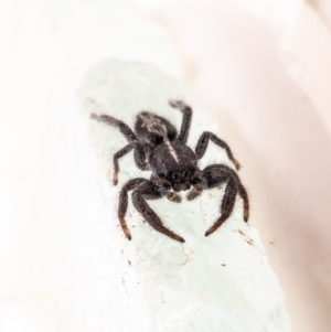 Ocrisiona leucocomis at Macgregor, ACT - 28 Feb 2020