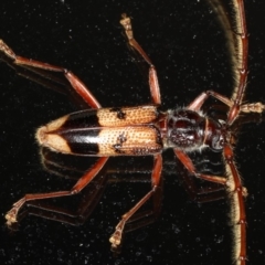 Phoracantha recurva at Ainslie, ACT - 26 Feb 2020 09:35 PM