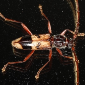 Phoracantha recurva at Ainslie, ACT - 26 Feb 2020