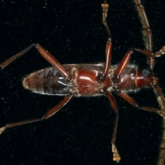 Phoracantha recurva at Ainslie, ACT - 26 Feb 2020 09:35 PM