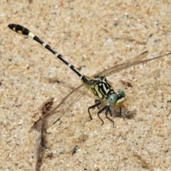 Austrogomphus cornutus (Unicorn Hunter) at Pine Island to Point Hut - 28 Feb 2020 by JohnBundock