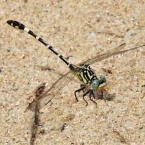 Austrogomphus cornutus at Greenway, ACT - 28 Feb 2020 11:39 AM