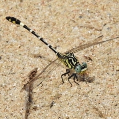 Austrogomphus cornutus (Unicorn Hunter) at Greenway, ACT - 28 Feb 2020 by JohnBundock