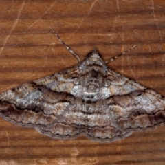 Gastrinodes bitaeniaria (Buff Bark Moth) at Melba, ACT - 2 Oct 2018 by Bron