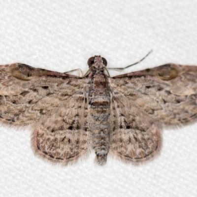 Chloroclystis insigillata (Chloroclystis insigillata) at Melba, ACT - 2 Nov 2018 by Bron