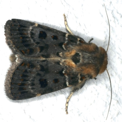 Proteuxoa sanguinipuncta (Blood-spotted Noctuid) at Ainslie, ACT - 12 Feb 2020 by jb2602