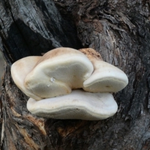 Laetiporus portentosus at Deakin, ACT - 28 Feb 2020