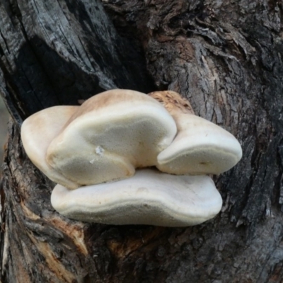 Laetiporus portentosus (White Punk) at Red Hill Nature Reserve - 28 Feb 2020 by Ct1000