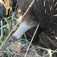 Tachyglossus aculeatus (Short-beaked Echidna) at Deakin, ACT - 28 Feb 2020 by Ct1000