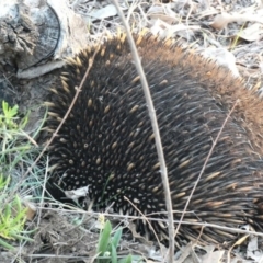 Tachyglossus aculeatus at Deakin, ACT - 28 Feb 2020