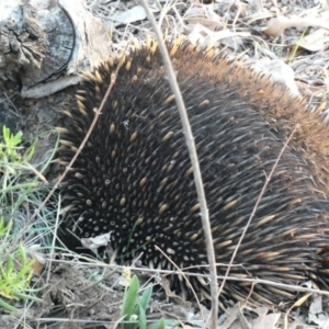 Tachyglossus aculeatus at Deakin, ACT - 28 Feb 2020 07:18 PM