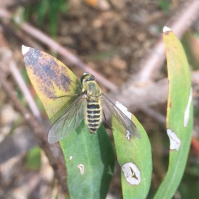 Comptosia sp. (genus) (Unidentified Comptosia bee fly) at Hackett, ACT - 24 Feb 2020 by WalterEgo