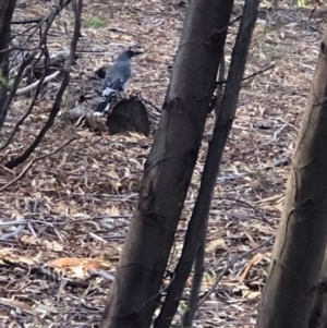 Strepera versicolor at Kambah, ACT - 26 Feb 2020