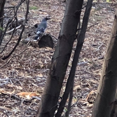 Strepera versicolor (Grey Currawong) at Kambah, ACT - 26 Feb 2020 by YoYo